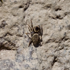 Maratus griseus (Jumping spider) at Stony Creek - 17 Nov 2023 by KorinneM