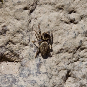 Maratus griseus at Stony Creek - 17 Nov 2023