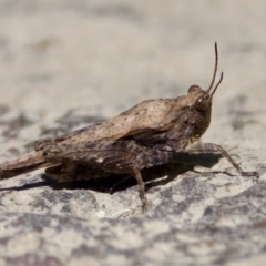 Tetrigidae (family) (Pygmy grasshopper) at Strathnairn, ACT - 17 Nov 2023 by KorinneM