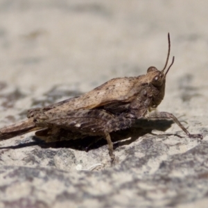 Tetrigidae (family) at Stony Creek - 17 Nov 2023 12:44 PM