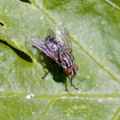 Exorista sp. (genus) at Stony Creek - 17 Nov 2023 by KorinneM