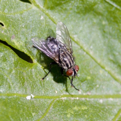 Exorista sp. (genus) at Strathnairn, ACT - 17 Nov 2023 by KorinneM