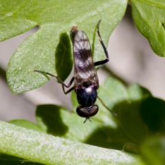 Therevidae (family) at Strathnairn, ACT - 17 Nov 2023 by KorinneM