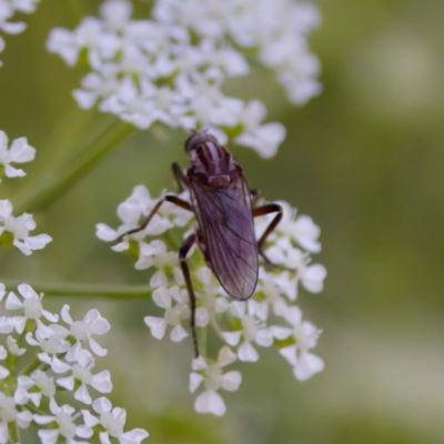 Tapeigaster nigricornis (Striped Sun Fly) at Strathnairn, ACT - 17 Nov 2023 by KorinneM