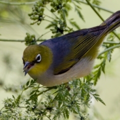 Zosterops lateralis (Silvereye) at Strathnairn, ACT - 17 Nov 2023 by KorinneM