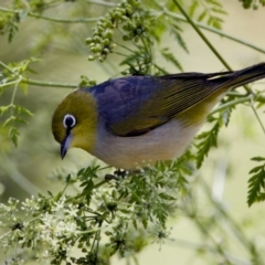 Zosterops lateralis at Stony Creek - 17 Nov 2023