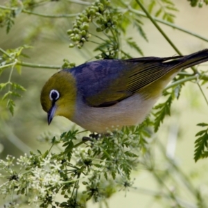 Zosterops lateralis at Stony Creek - 17 Nov 2023