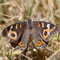 Junonia villida (Meadow Argus) at Strathnairn, ACT - 17 Nov 2023 by KorinneM