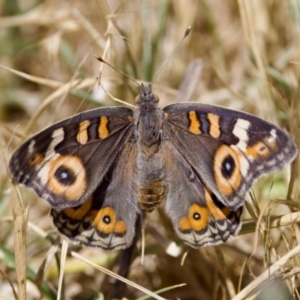 Junonia villida at Stony Creek - 17 Nov 2023 01:23 PM