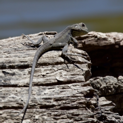 Intellagama lesueurii howittii (Gippsland Water Dragon) at Stony Creek - 17 Nov 2023 by KorinneM