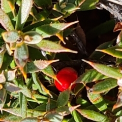 Styphelia humifusum (Cranberry Heath) at Isaacs Ridge and Nearby - 16 Jun 2024 by Mike