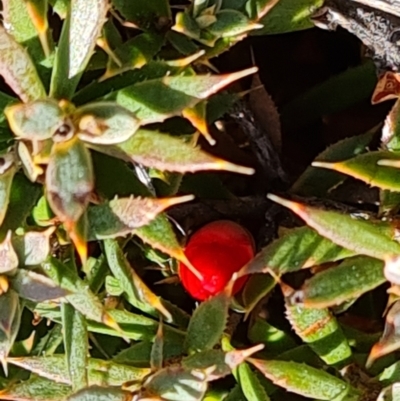 Styphelia humifusum (Cranberry Heath) at Isaacs Ridge and Nearby - 16 Jun 2024 by Mike