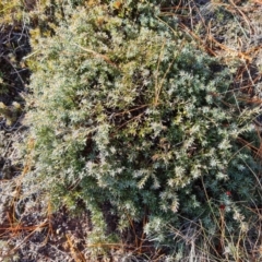 Styphelia humifusum at Isaacs Ridge and Nearby - 16 Jun 2024