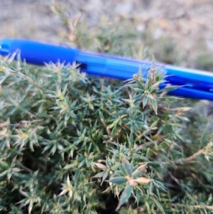 Styphelia humifusum at Googong Foreshore - 16 Jun 2024