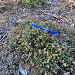 Styphelia humifusum at Googong Foreshore - 16 Jun 2024