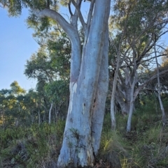 Eucalyptus rossii (Inland Scribbly Gum) at Mount Majura - 16 Jun 2024 by EcolCara37