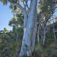 Eucalyptus rossii (Inland Scribbly Gum) at Watson, ACT - 15 Jun 2024 by EcolCara37