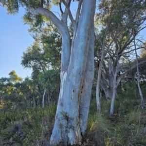 Eucalyptus rossii at Mount Majura - 16 Jun 2024