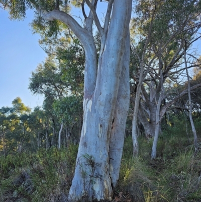 Eucalyptus rossii (Inland Scribbly Gum) at Watson, ACT - 15 Jun 2024 by EcolCara37