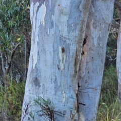 Eucalyptus rossii at Mount Majura - 16 Jun 2024
