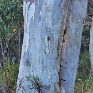 Eucalyptus rossii at Mount Majura - 16 Jun 2024 08:36 AM