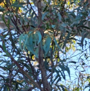 Eucalyptus rossii at Mount Majura - 16 Jun 2024 08:36 AM