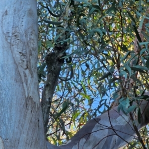 Eucalyptus rossii at Mount Majura - 16 Jun 2024