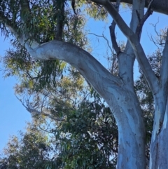 Eucalyptus rossii at Mount Majura - 16 Jun 2024