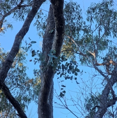 Eucalyptus bridgesiana (Apple Box) at Mount Majura - 15 Jun 2024 by EcolCara37
