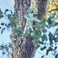 Eucalyptus bridgesiana at Mount Majura - 16 Jun 2024