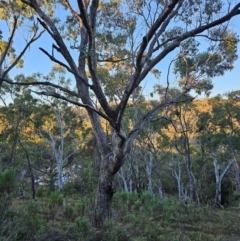 Eucalyptus bridgesiana at Mount Majura - 16 Jun 2024