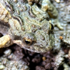 Crinia sp. (genus) (A froglet) at Mulligans Flat - 15 Jun 2024 by davidcunninghamwildlife