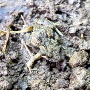 Crinia sp. (genus) at Mulligans Flat - 15 Jun 2024