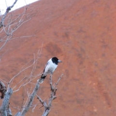 Cracticus nigrogularis (Pied Butcherbird) at Uluru-Kata Tjuta - 25 Jun 2010 by MB