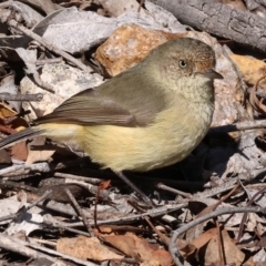 Acanthiza reguloides (Buff-rumped Thornbill) at Woomargama National Park - 16 Jun 2024 by KylieWaldon