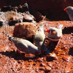 Taeniopygia guttata (Zebra Finch) at Watarrka National Park - 12 Aug 2015 by MB