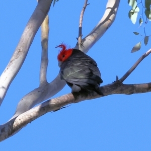 Callocephalon fimbriatum at Woomargama National Park - 16 Jun 2024