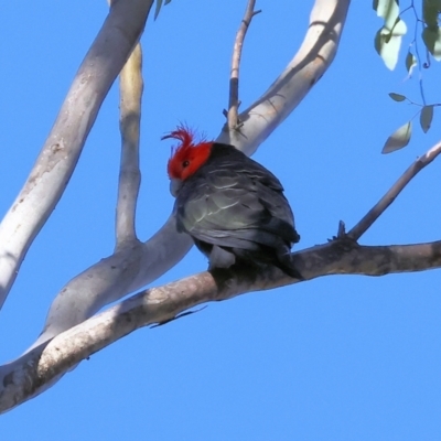 Callocephalon fimbriatum (Gang-gang Cockatoo) at Woomargama National Park - 16 Jun 2024 by KylieWaldon