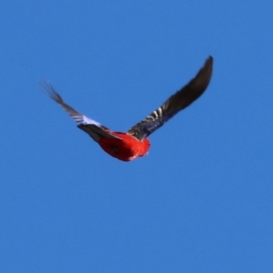 Platycercus elegans at Woomargama National Park - 16 Jun 2024