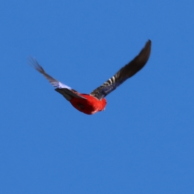 Platycercus elegans (Crimson Rosella) at Woomargama National Park - 16 Jun 2024 by KylieWaldon