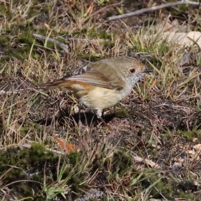 Acanthiza pusilla (Brown Thornbill) at Woomargama National Park - 16 Jun 2024 by KylieWaldon