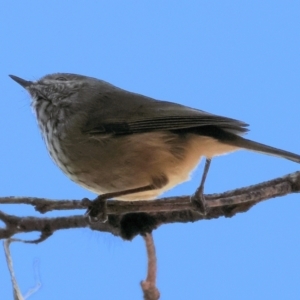 Acanthiza pusilla at Woomargama National Park - 16 Jun 2024