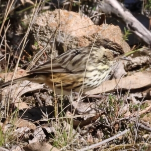 Pyrrholaemus sagittatus at Woomargama National Park - 16 Jun 2024