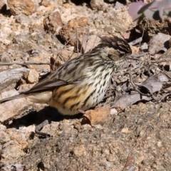 Pyrrholaemus sagittatus at Woomargama National Park - 16 Jun 2024