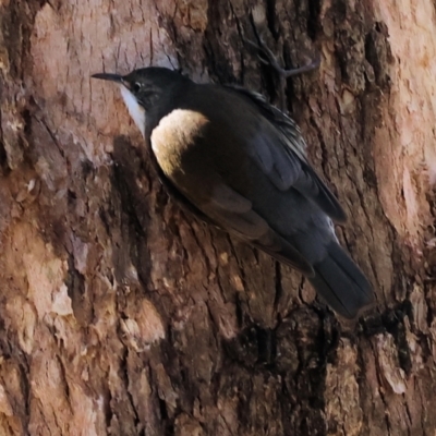 Cormobates leucophaea (White-throated Treecreeper) at Talmalmo, NSW - 16 Jun 2024 by KylieWaldon