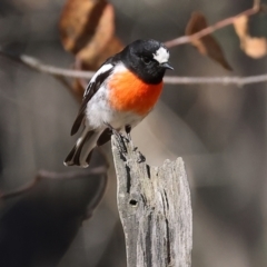 Petroica boodang at Woomargama National Park - 16 Jun 2024