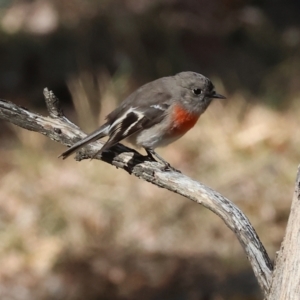 Petroica boodang at Woomargama National Park - 16 Jun 2024