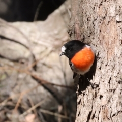 Petroica boodang at Woomargama National Park - 16 Jun 2024