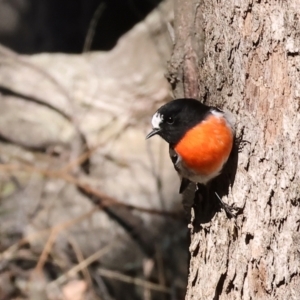 Petroica boodang at Woomargama National Park - 16 Jun 2024