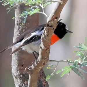 Petroica boodang at Woomargama National Park - 16 Jun 2024